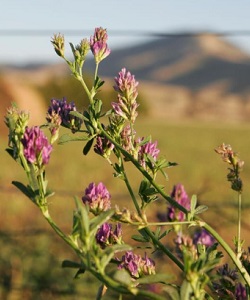 A lucerna vetése