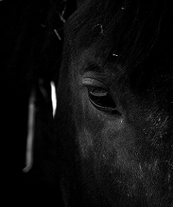 HorseSpeak - magyar-angol-spanyol nyelvi fejlesztés lovászoknak